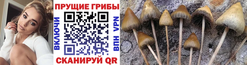 Купить закладки  Кущёвская  Псилоцибиновые грибы Psilocybine cubensis 